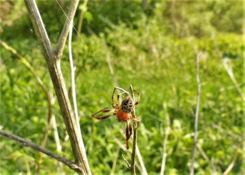 Réf. 243 257 : Larinioides sp.